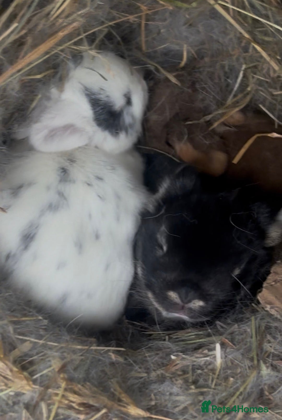 Mixed Breed rabbits for sale: 3 Baby Bunnies - Ready for their forever home! - Advert 8