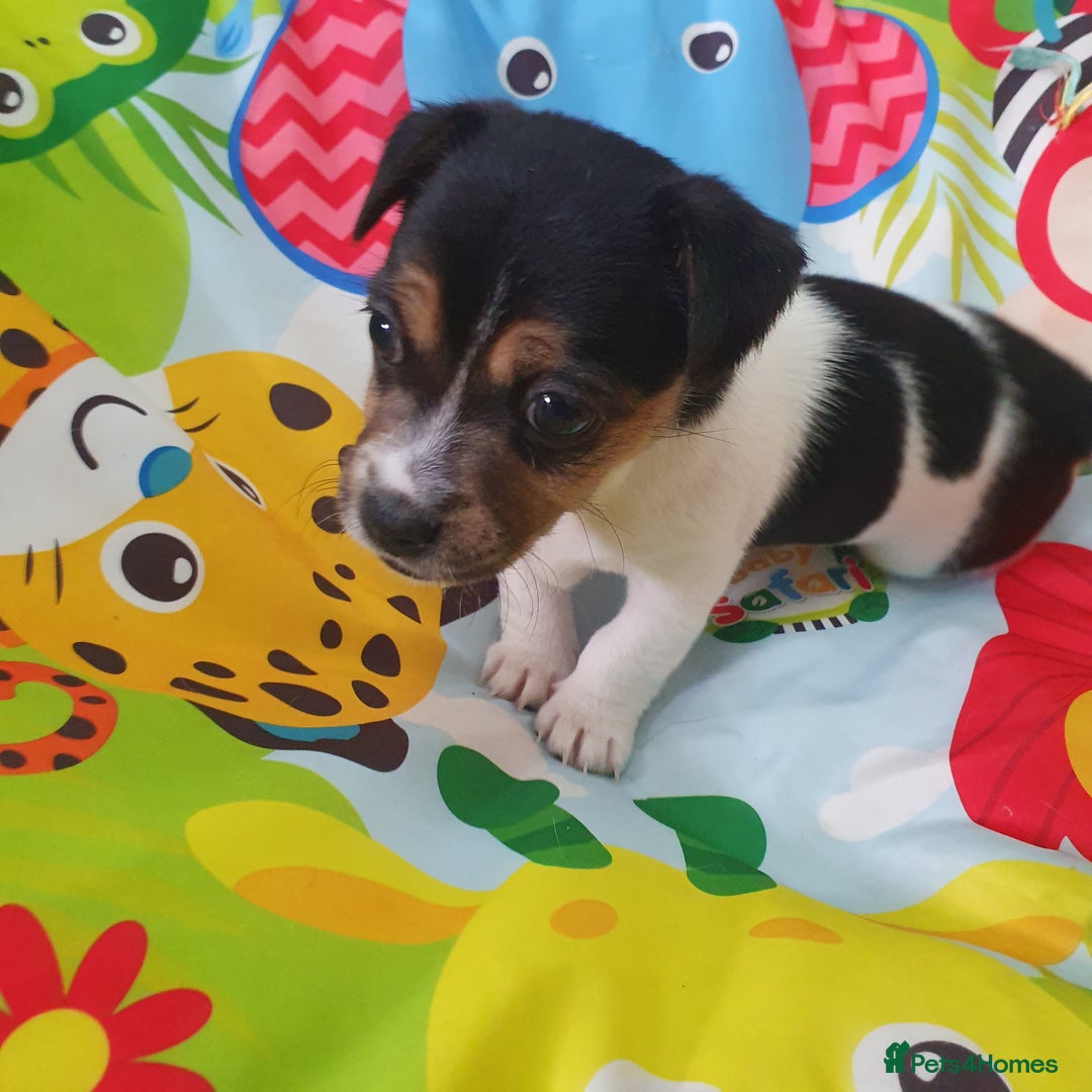 Jack Russell dogs for sale: Jack Russell puppies  - Image 3