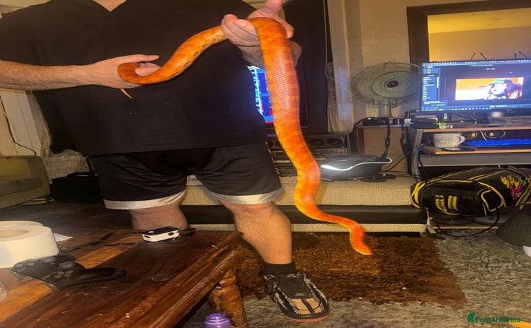 Corn Snake reptiles - Advert 4