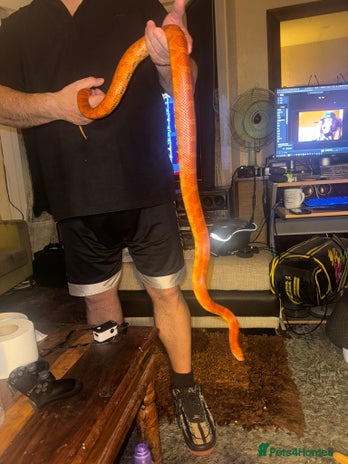 Corn Snake reptiles - Advert 4