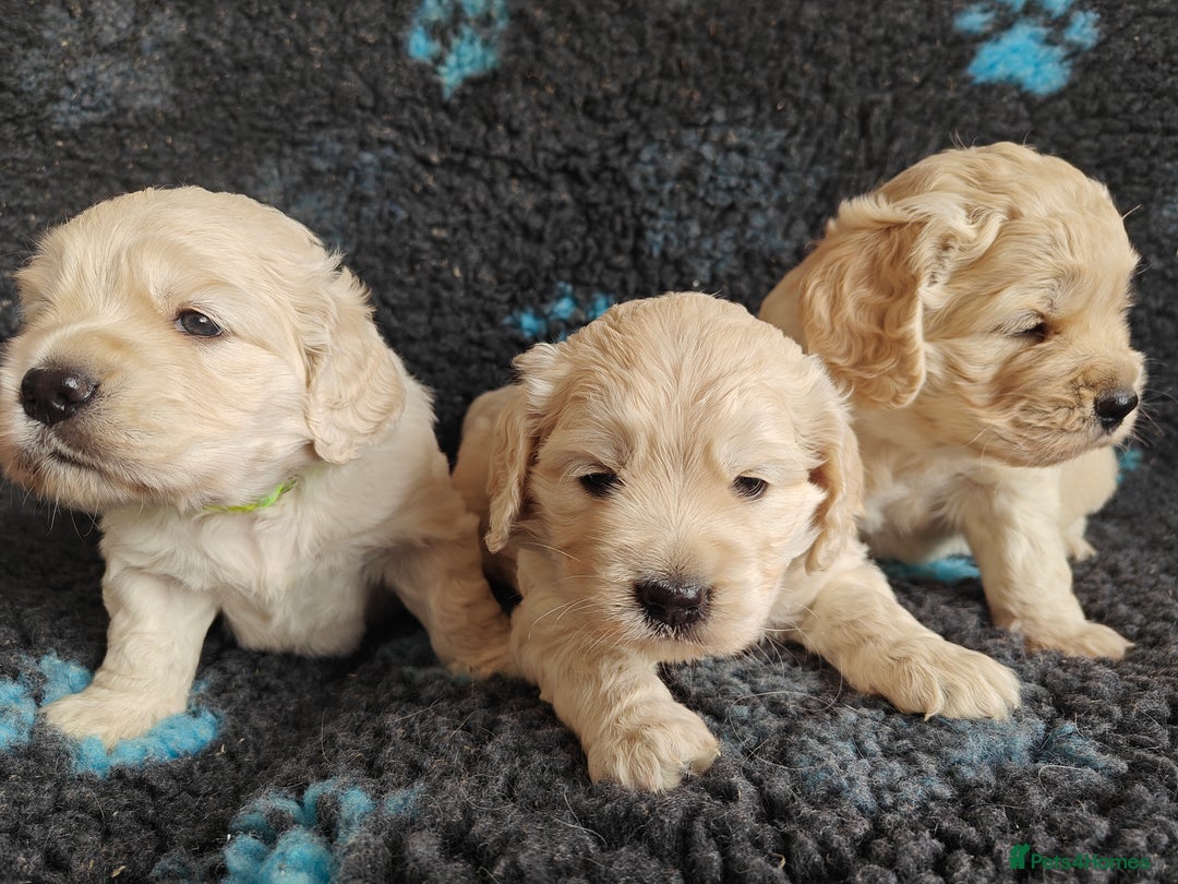 Mixed Breed dogs for sale: 🐾 Dakota Sports Retrievers 🐾 (Mini Retrievers)  - Image 10