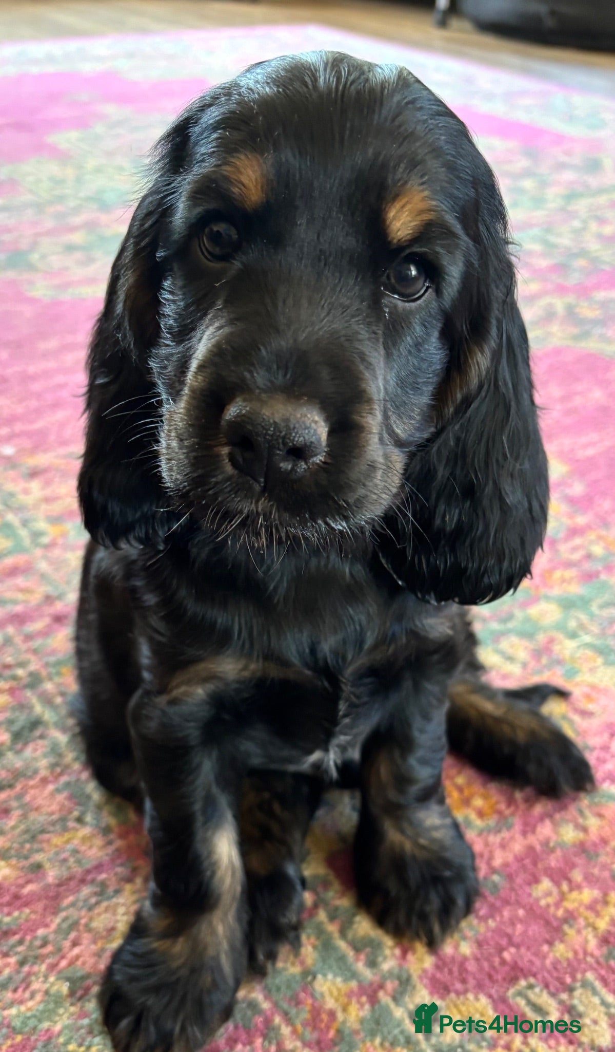 Cocker Spaniel dogs (READY NOW)  Gorgeous Show Cocker Spaniel Puppies - Advert 2