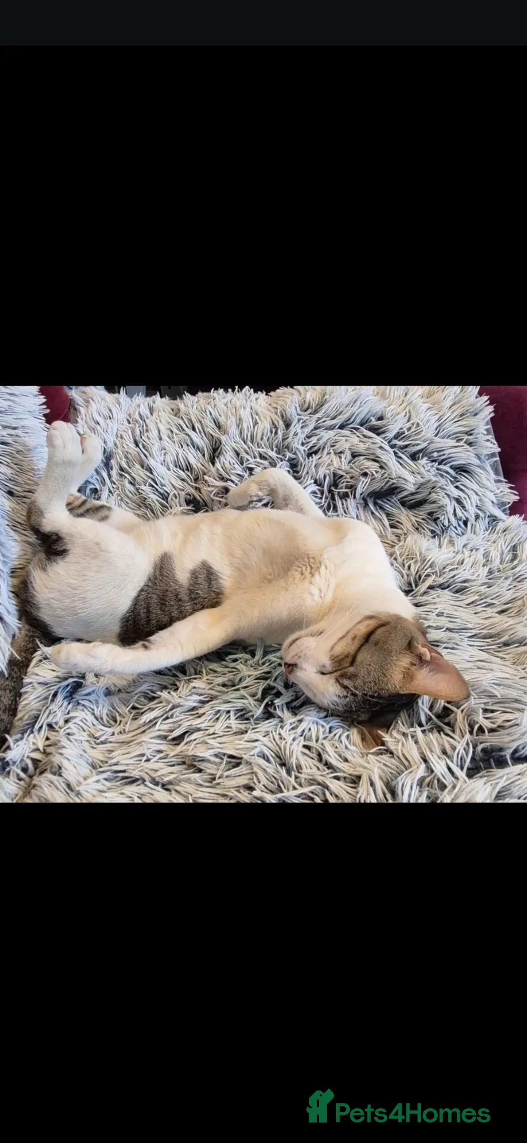 Arabian Mau cats for adoption: Harvey - Advert 1