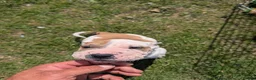 Mixed Breed dogs for adoption: 6 beautiful cuddly mixed breed puppys available  in Rochester - Advert 7