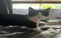 British Longhair cats for sale: Tuxedo Domestic Shorthair & Blue longhair - Image 5