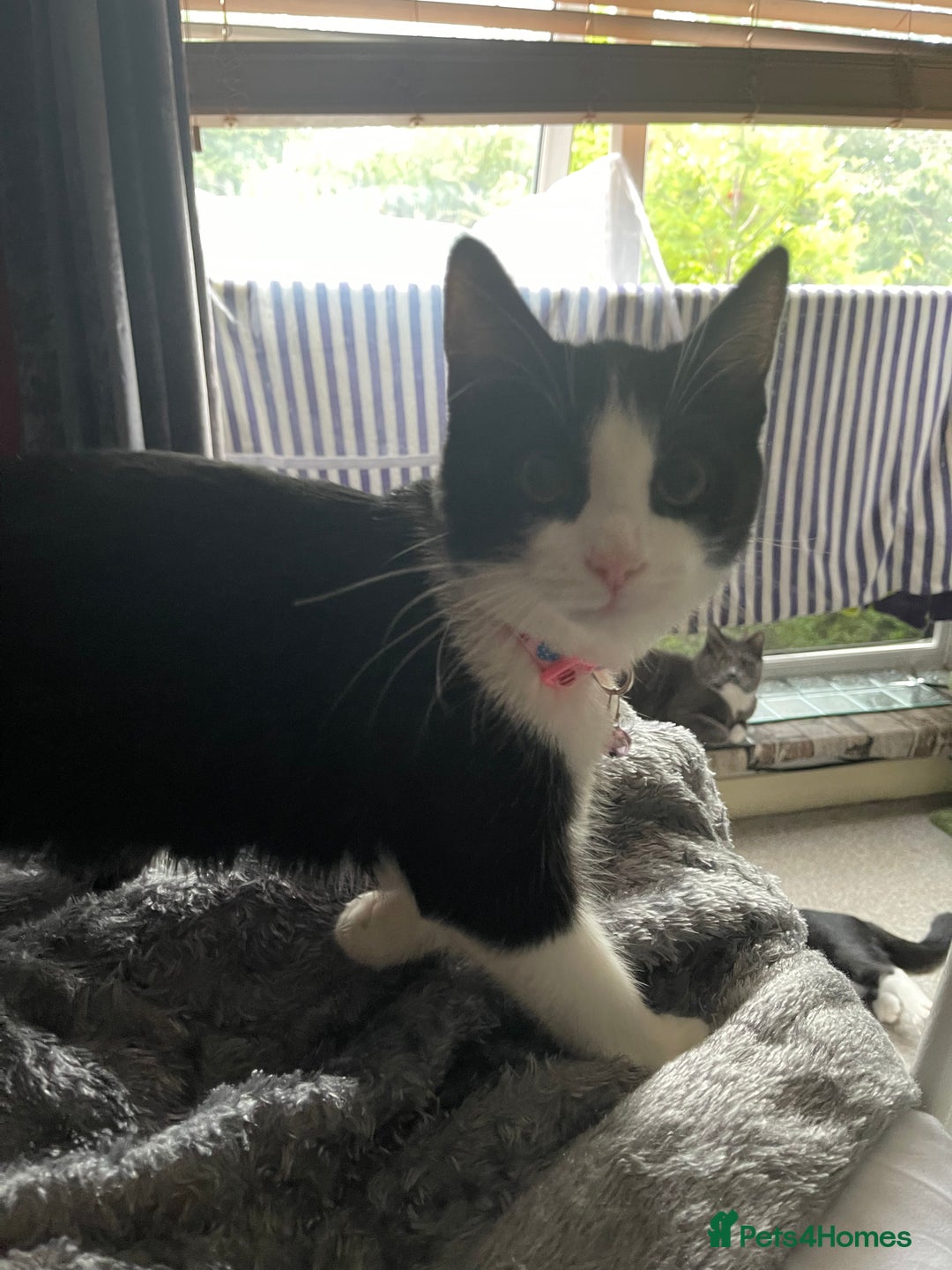 British Longhair cats for sale: Tuxedo Domestic Shorthair & Blue longhair - Image 5
