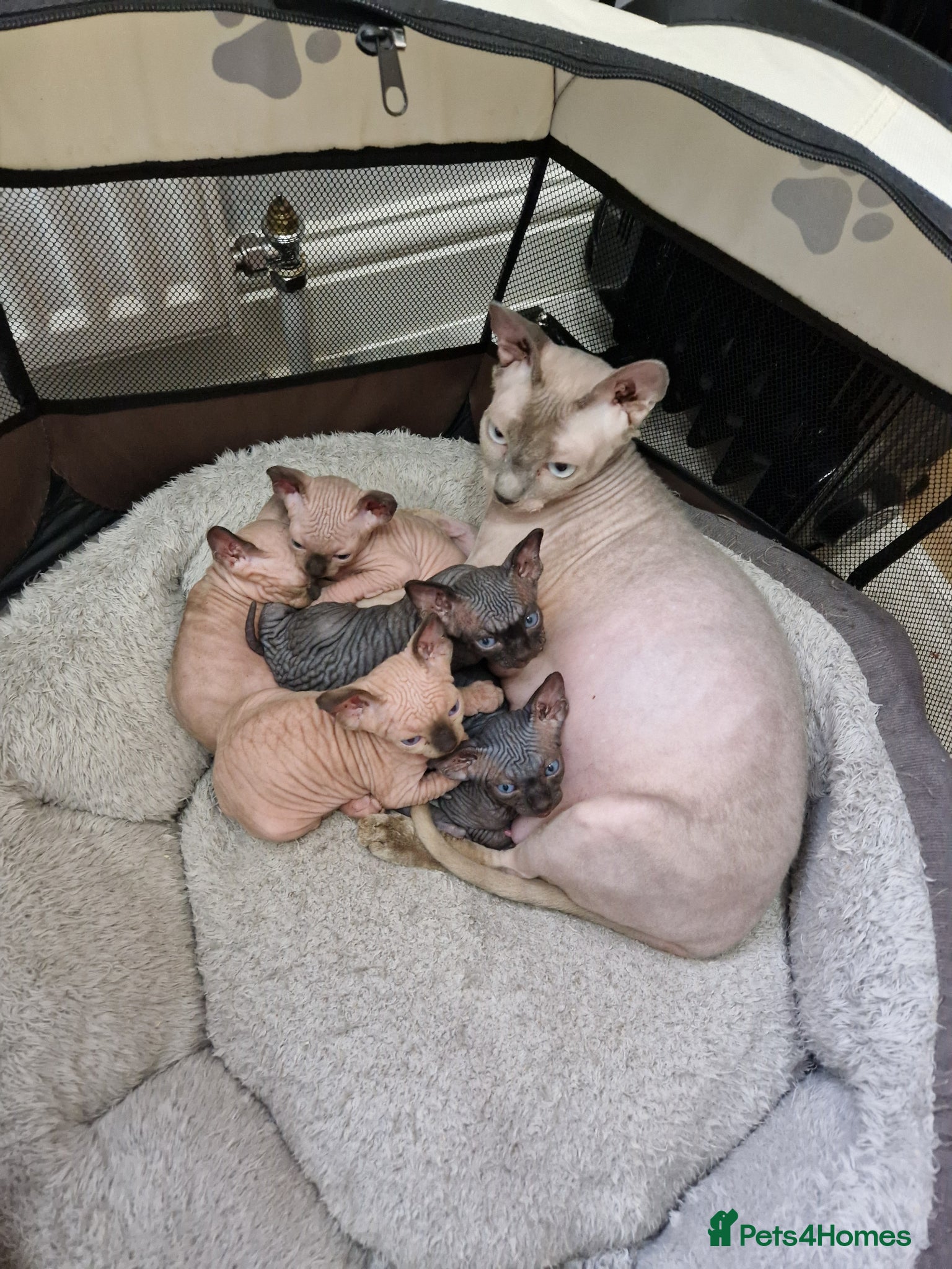 Sphynx cats Quality Tica candian sphynx kittens - Advert 1