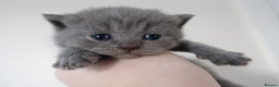 British Shorthair cats for sale: 2 left -GCCF Registered British Shorthair Kittens  - Advert 24