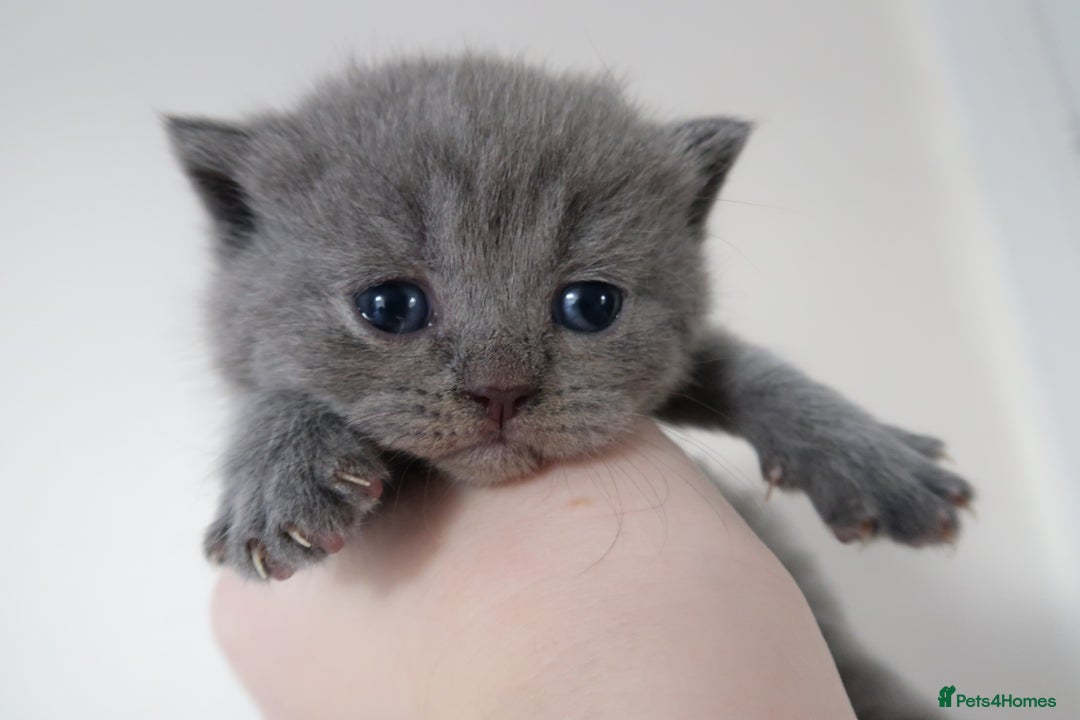 British Shorthair cats for sale: 2 left -GCCF Registered British Shorthair Kittens  - Advert 24
