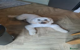 Goldendoodle dogs for sale: 🐾 Adorable Standard Goldendoodle Puppies 🐾 - Image 5