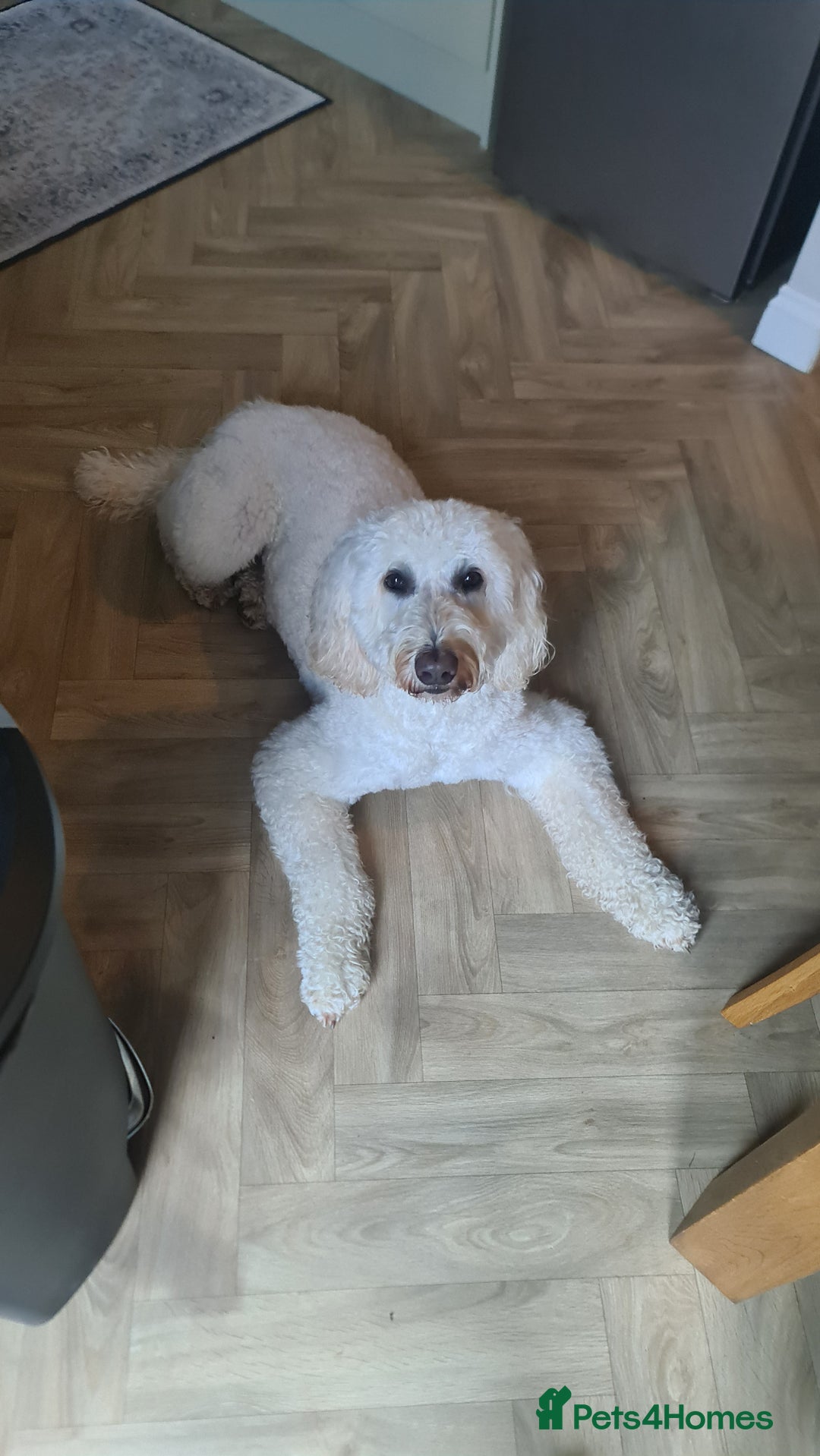 Goldendoodle dogs for sale: 🐾 Adorable Standard Goldendoodle Puppies 🐾 - Image 5