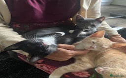 Mixed Breed cats for sale: Last kitten remaining💙💙 - Image 8