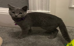 Russian Blue cats for sale: Russian Blue Kittens - Image 8