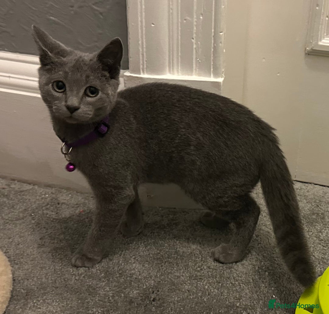 Russian Blue cats for sale: Russian Blue Kittens - Image 8