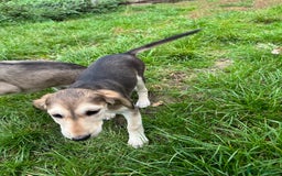 Saluki dogs for sale: Lovely Saluki Puppies - Image 6