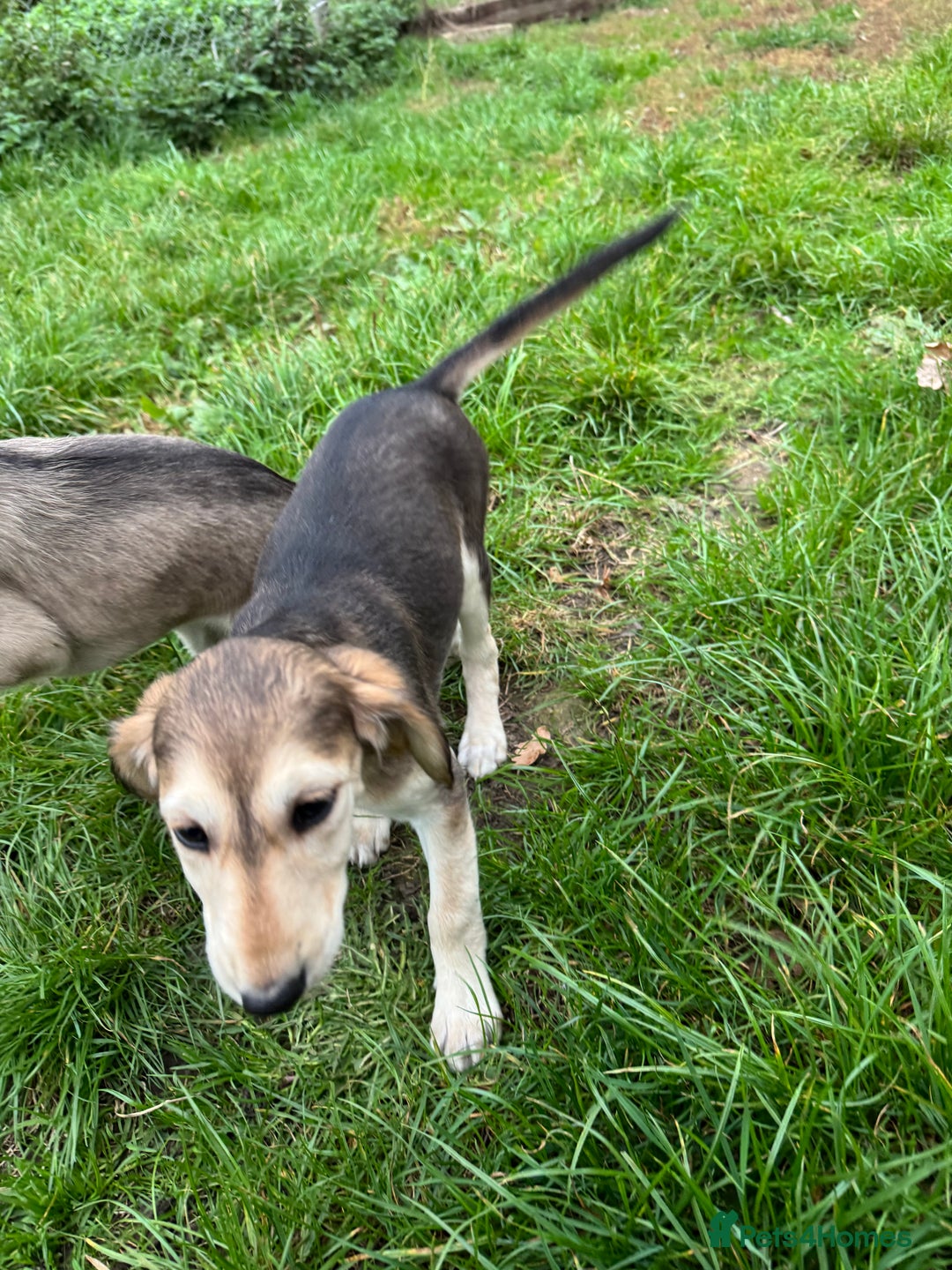 Saluki dogs for sale: Lovely Saluki Puppies - Image 6