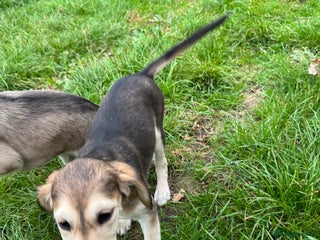 Saluki dogs - Advert 11