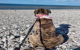 Presa Canario dogs for sale: Pressa canario female  - Image 4
