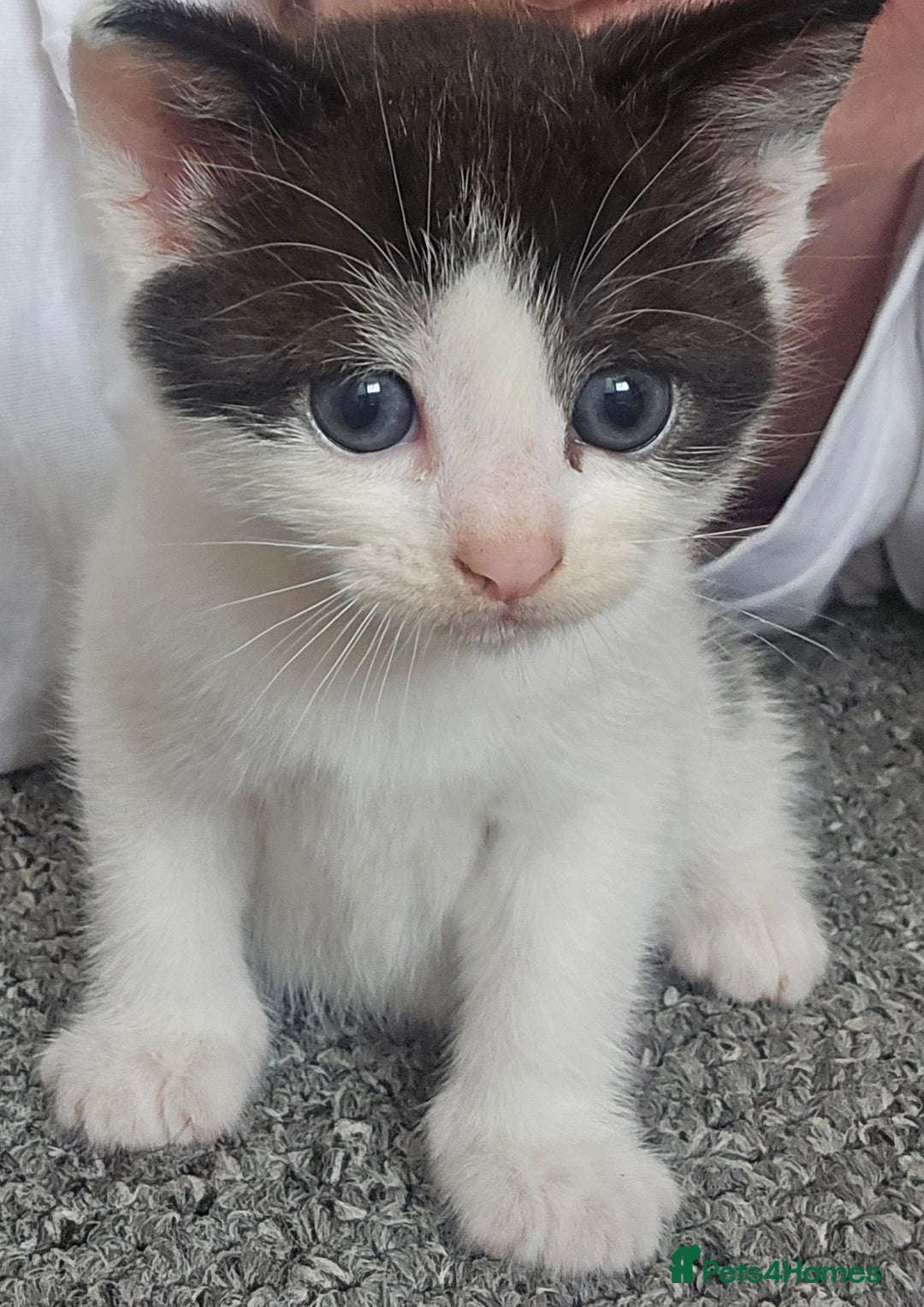 Mixed Breed cats for sale:  kittens avaliable now - Image 4