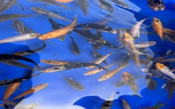 Koi Carp fish for sale: Koi carp 2-3 inches - Image 6