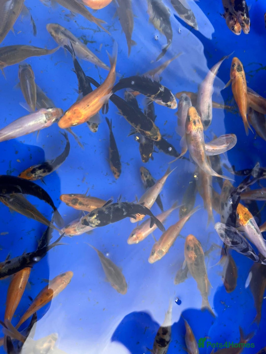 Koi Carp fish for sale: Koi carp 2-3 inches - Image 6
