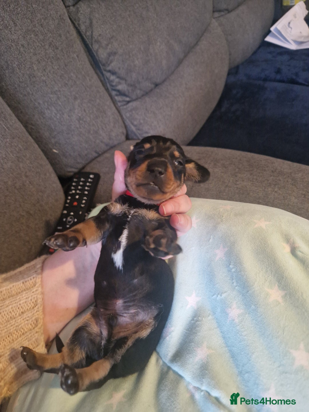 Miniature Dachshund dogs for sale: Miniature dachshund  - Advert 5