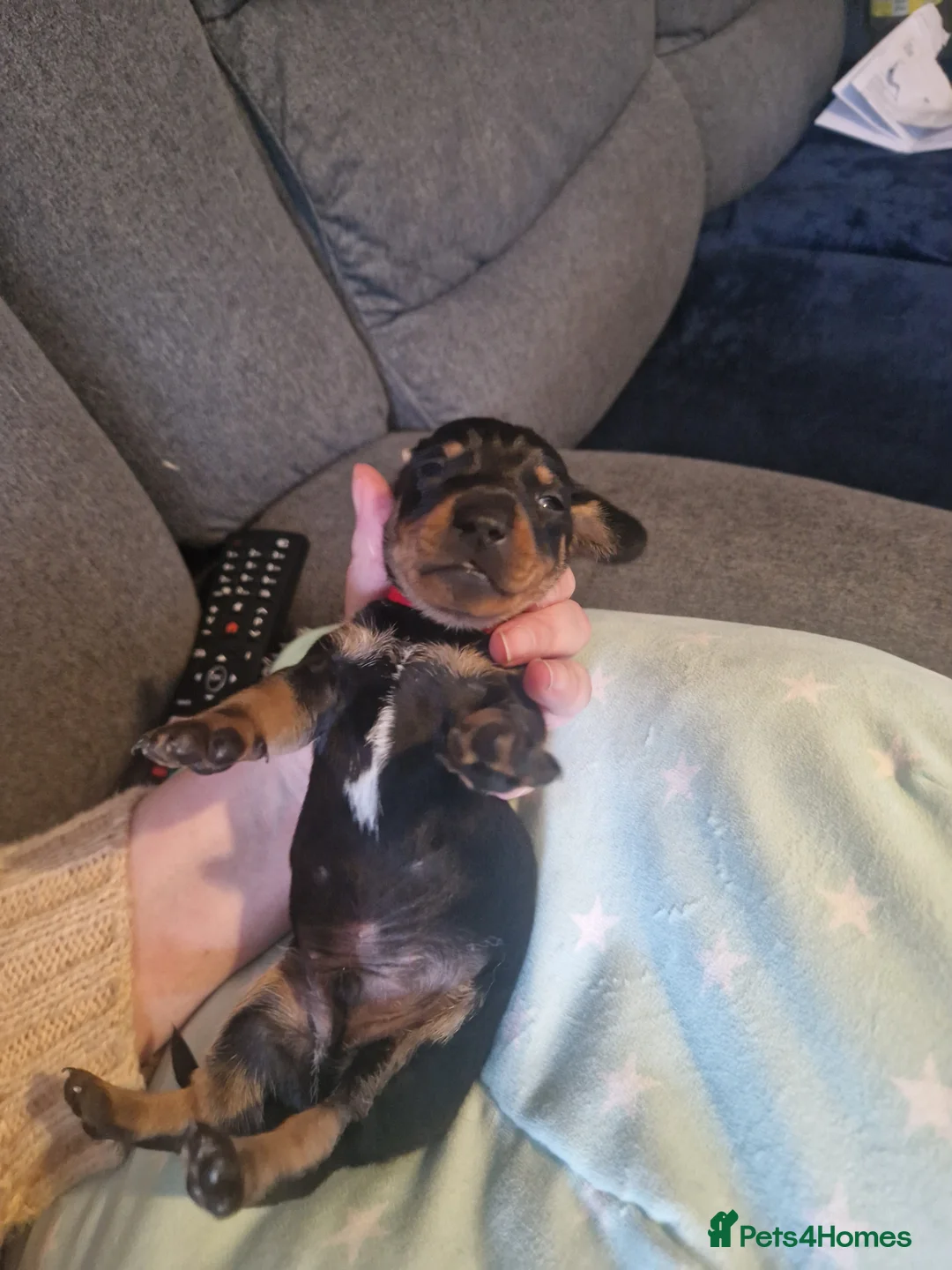 Miniature Dachshund dogs for sale: Miniature dachshund  - Advert 6