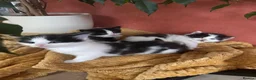 British Longhair cats for sale: 3 adorable kittens ready to go in Hornchurch - Advert 16