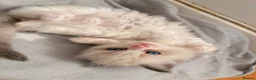 Ragdoll cats for sale: Stunning Colour Point and Bicolour Ragdoll Kittens - Advert 6