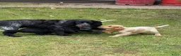 Cocker Spaniel dogs for sale: Cocker Spaniel puppies  - Advert 18