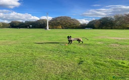 Belgian Shepherd Dog dogs for sale: Arabella - Image 9