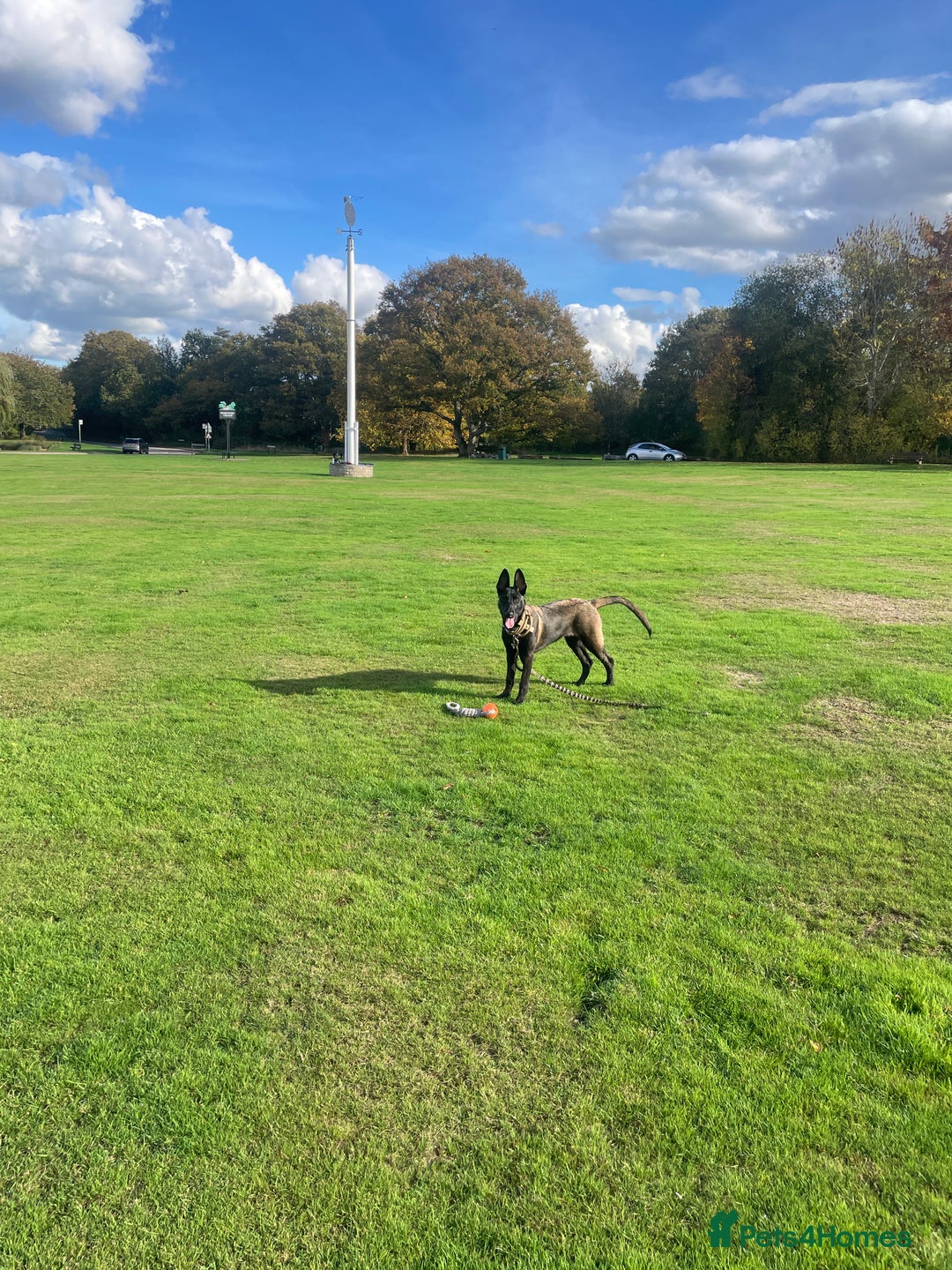 Belgian Shepherd Dog dogs for sale: Arabella - Image 9