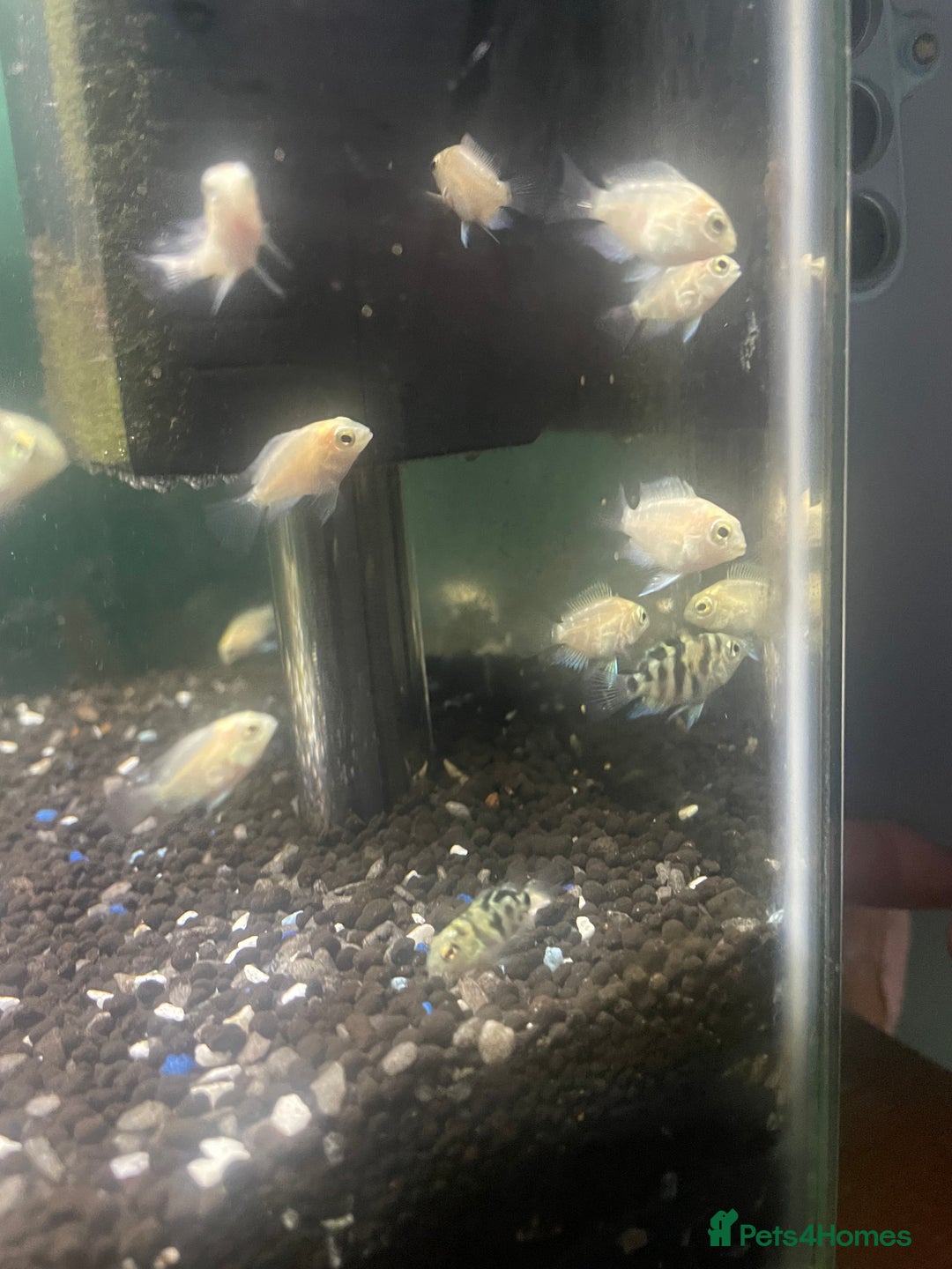 Other/Mixed Breed fish for sale: Polar ice parrots  - Image 7