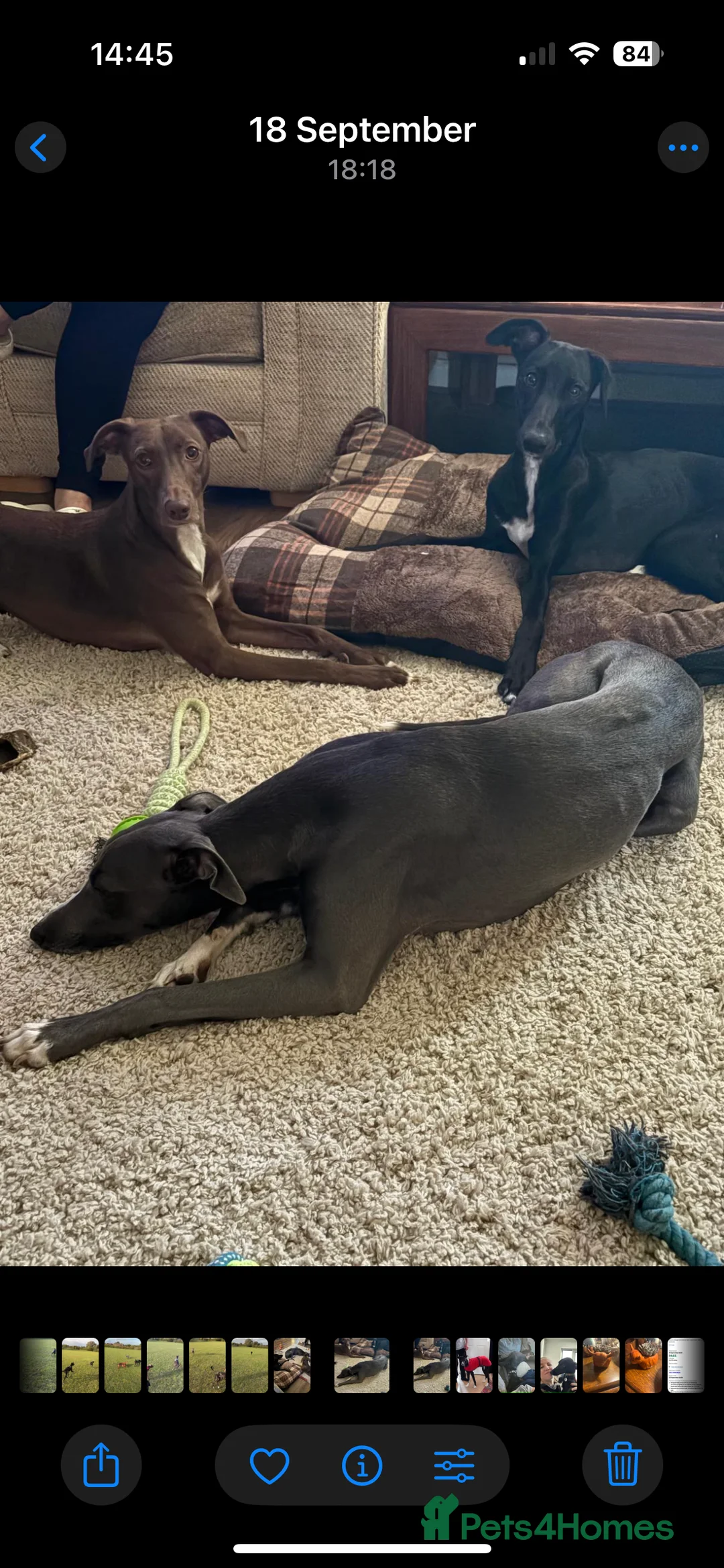 Mixed Breed dogs for sale: Whippet puppies  - Advert 12