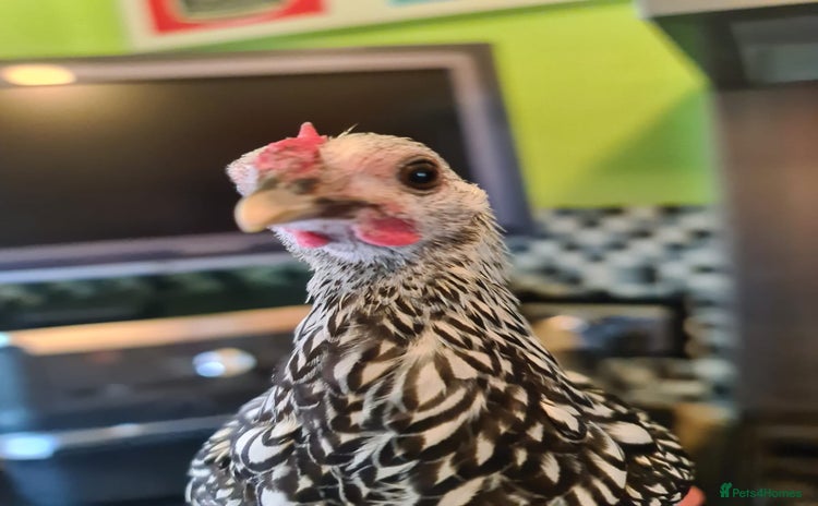 Chickens poultry - Advert 1