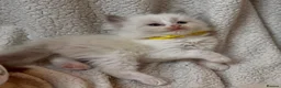 Ragdoll cats for sale: Gorgeous Ragdoll kittens - Advert 4