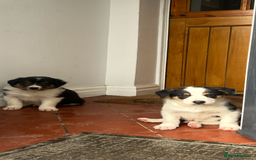 Border Collie dogs for sale: Welsh Red/Tri Coloured Collie Pups For Sale - Image 5