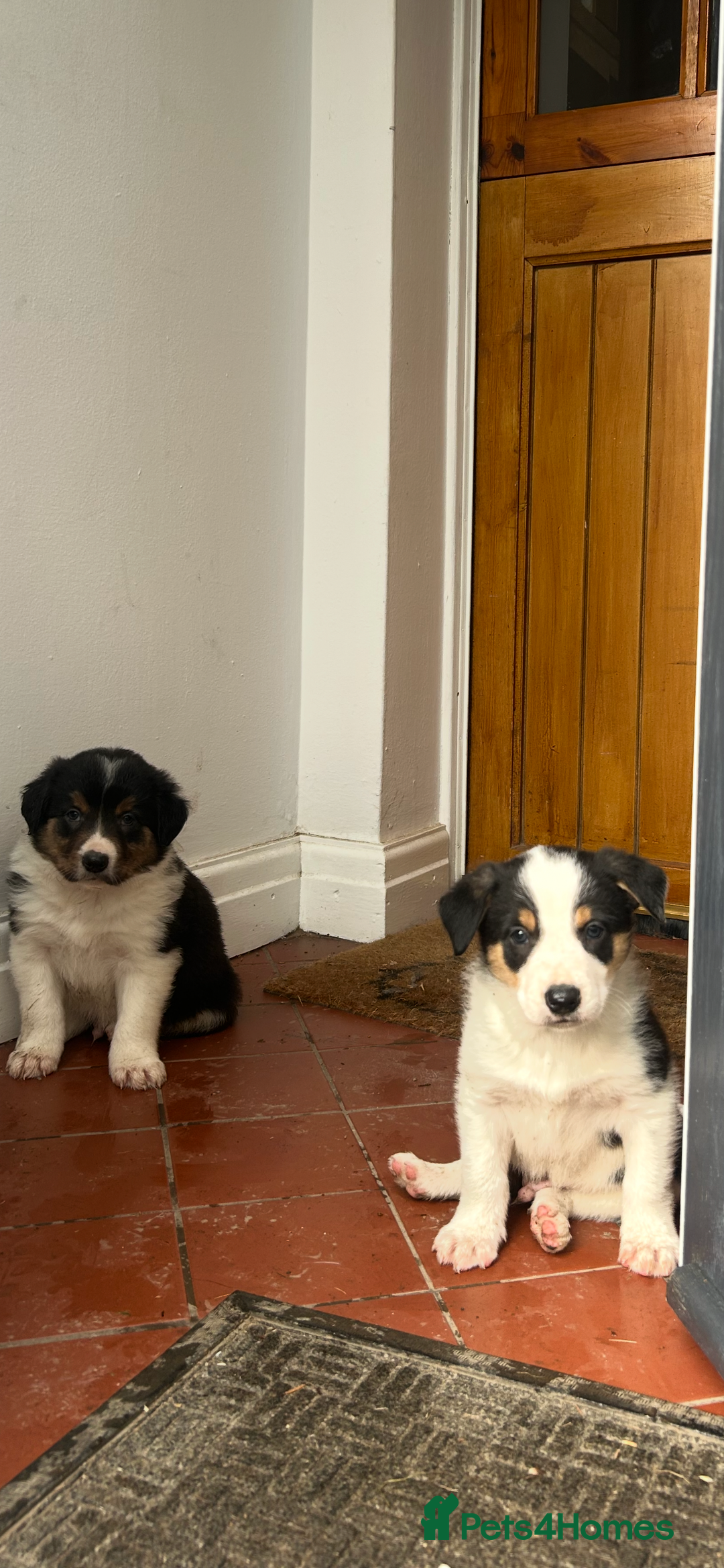 Border Collie dogs for sale: Welsh Red/Tri Coloured Collie Pups For Sale - Image 5