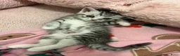 British Shorthair cats for sale: BRITISH SHORT HAIRED -SILVER TABBY - Advert 9
