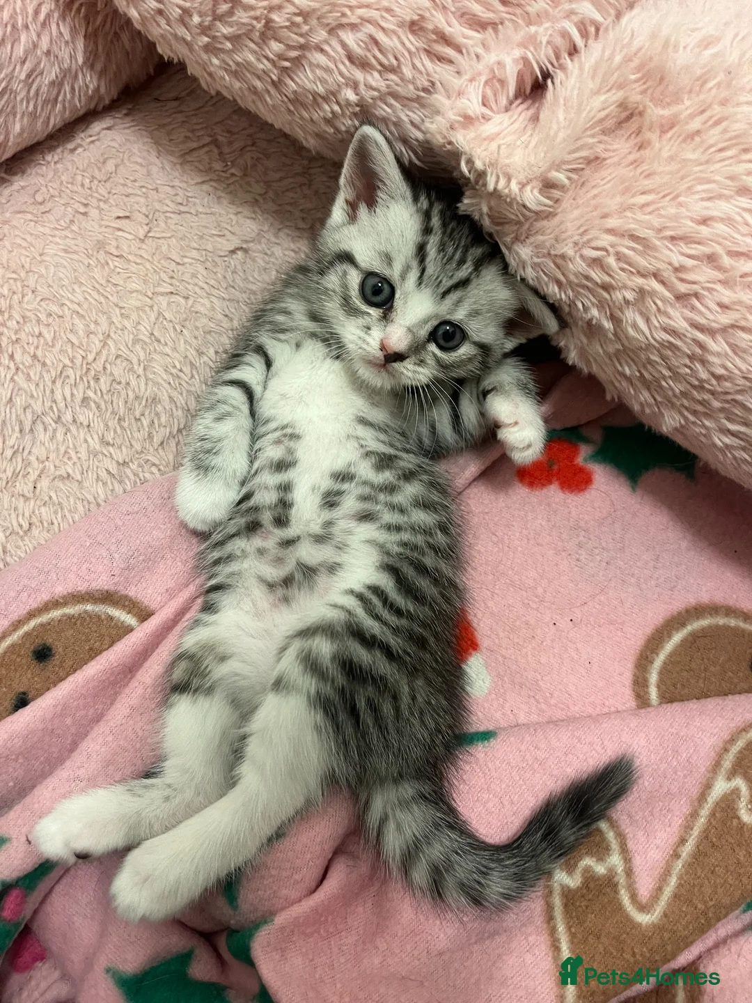 British Shorthair cats for sale: BRITISH SHORT HAIRED -SILVER TABBY - Advert 9