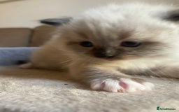 Ragdoll cats for sale: 🎁Gorgeous Ragdoll Kittens-ready from Dec 17th - Advert 8
