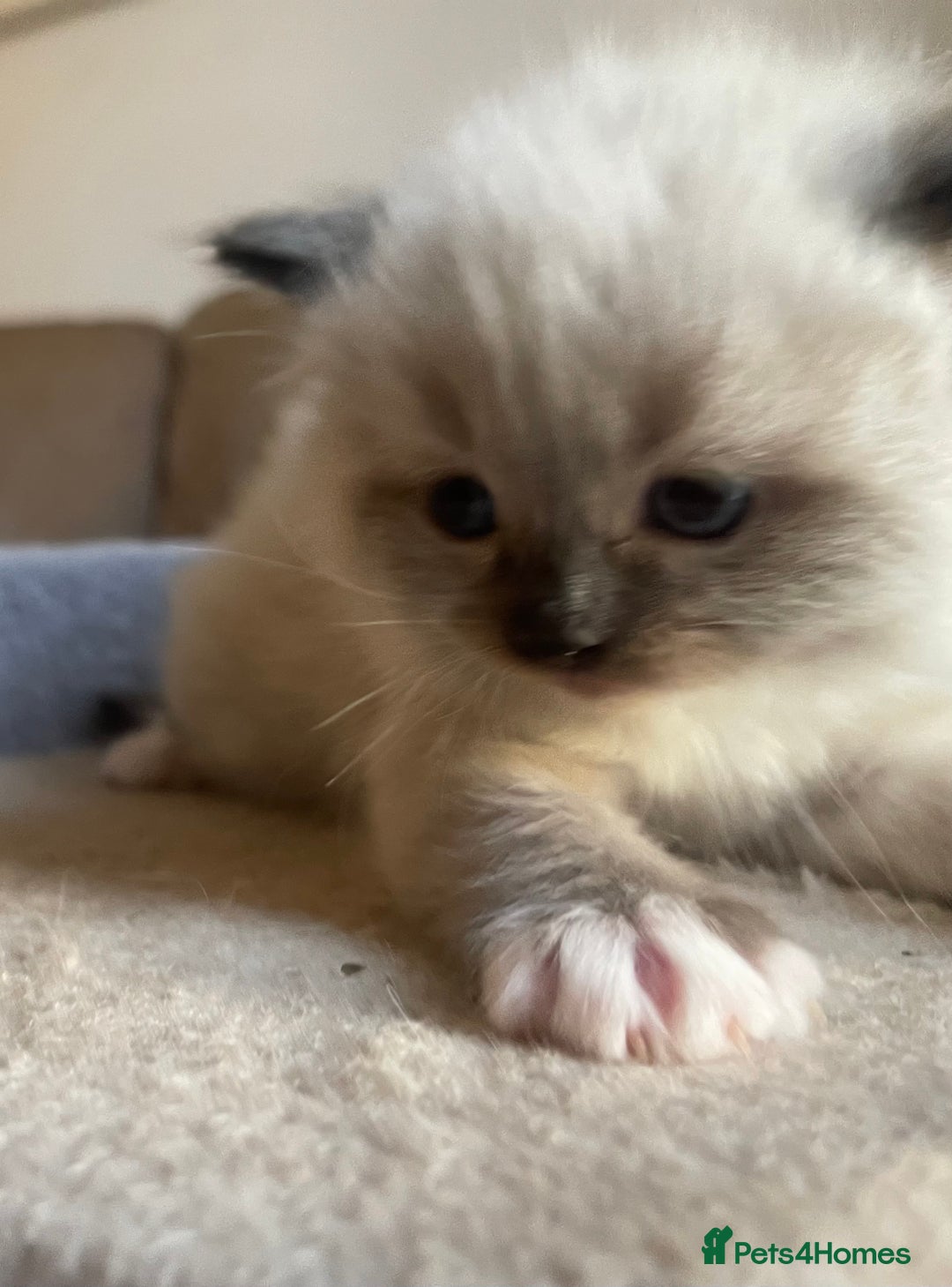 Ragdoll cats for sale: 🎁Gorgeous Ragdoll Kittens-ready from Dec 17th - Advert 8