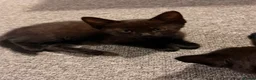 Mixed Breed cats for sale: 2 male black kittens in Ramsgate - Advert 4