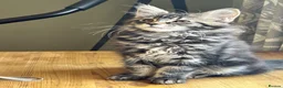 Maine Coon cats for sale: Beautiful Mainecoon kittens (Active) - Advert 1