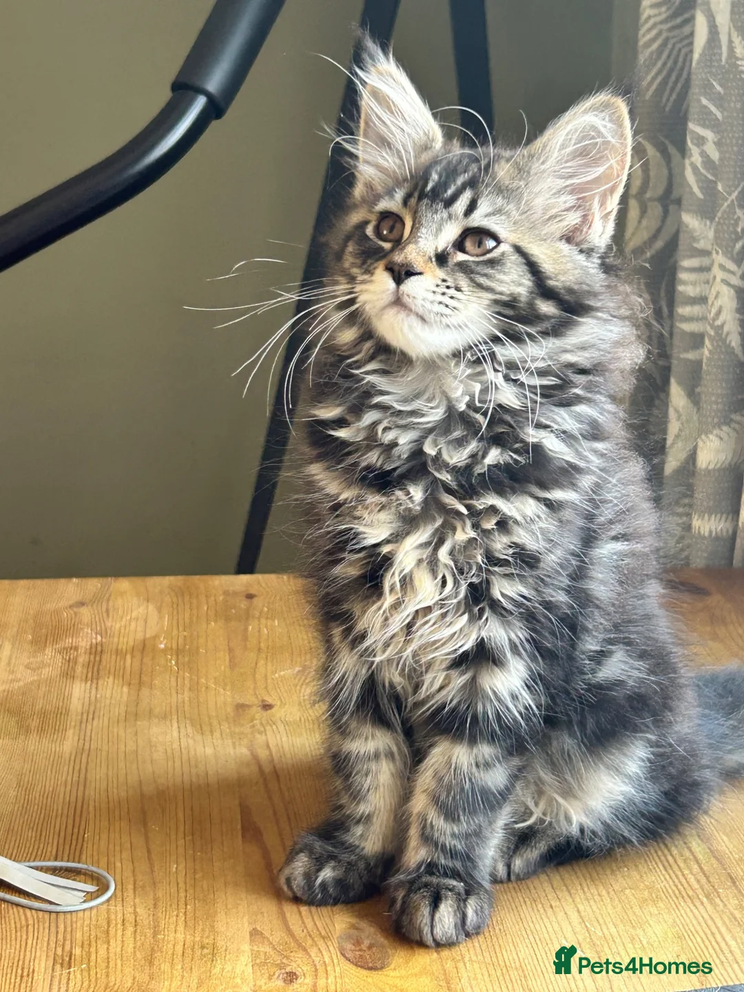 Maine Coon cats for sale: Beautiful Mainecoon kittens (Active) - Advert 1