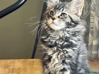 Maine Coon cats Beautiful Mainecoon kittens - Advert 5