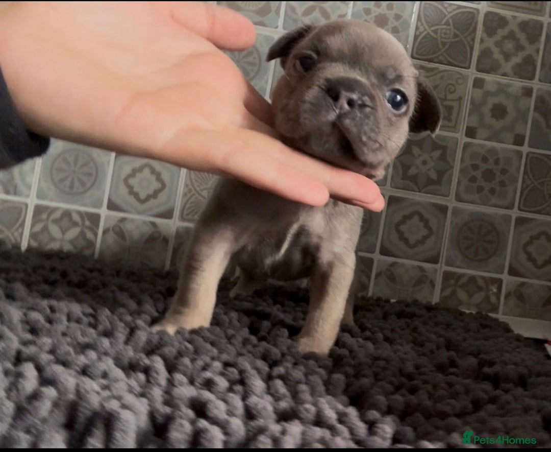 Mixed Breed dogs for sale: Staffie/Frenchie pups - Image 4