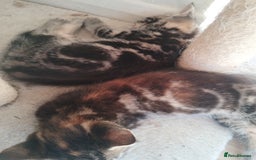 Mixed Breed cats for sale: Beautiful kittens  - Image 3