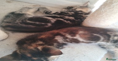 Mixed Breed cats - Advert 16