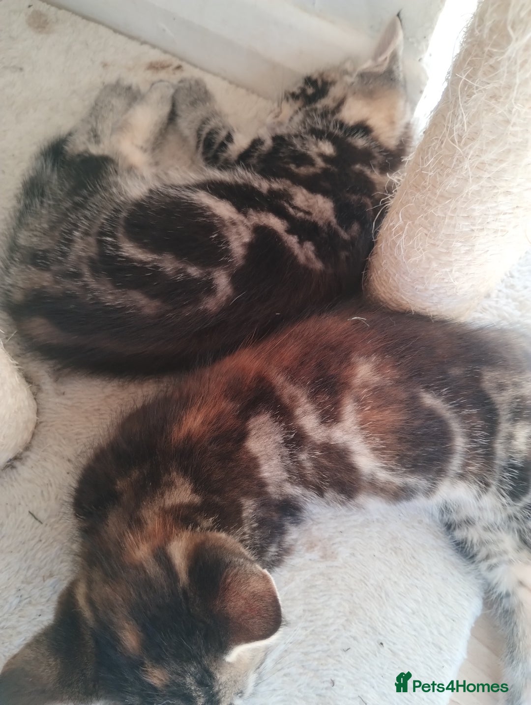 Mixed Breed cats for sale: Beautiful kittens  - Image 3